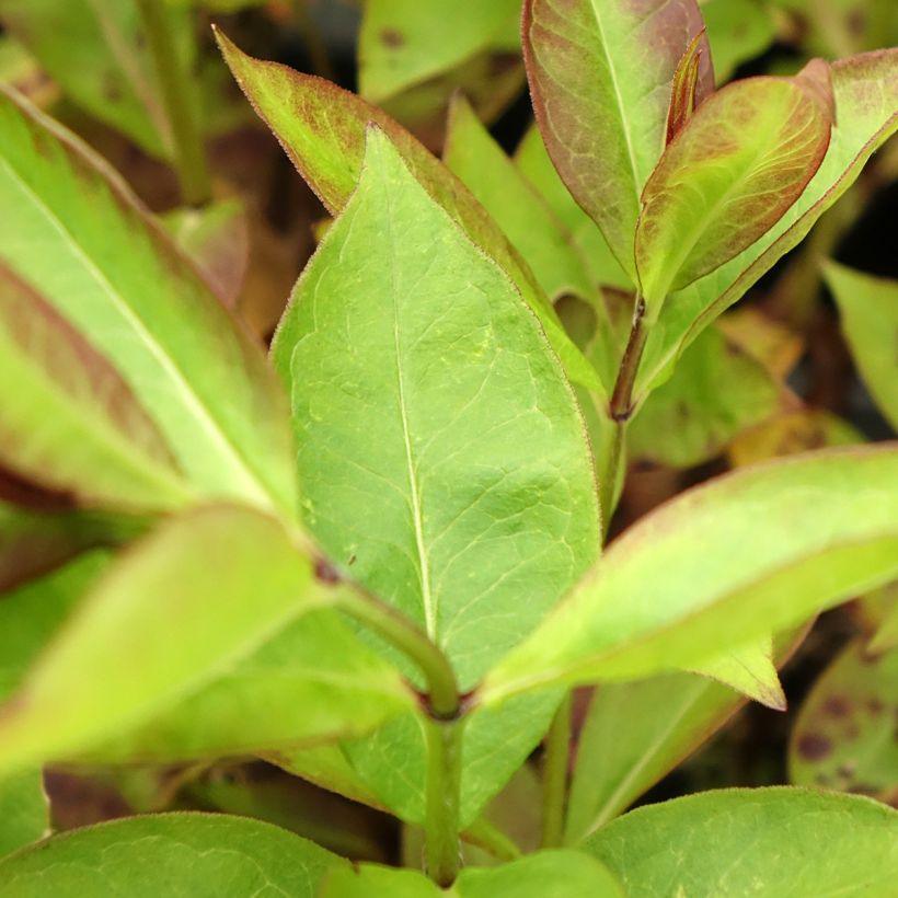 Phlox paniculata Younique Cerise (Folhagem)