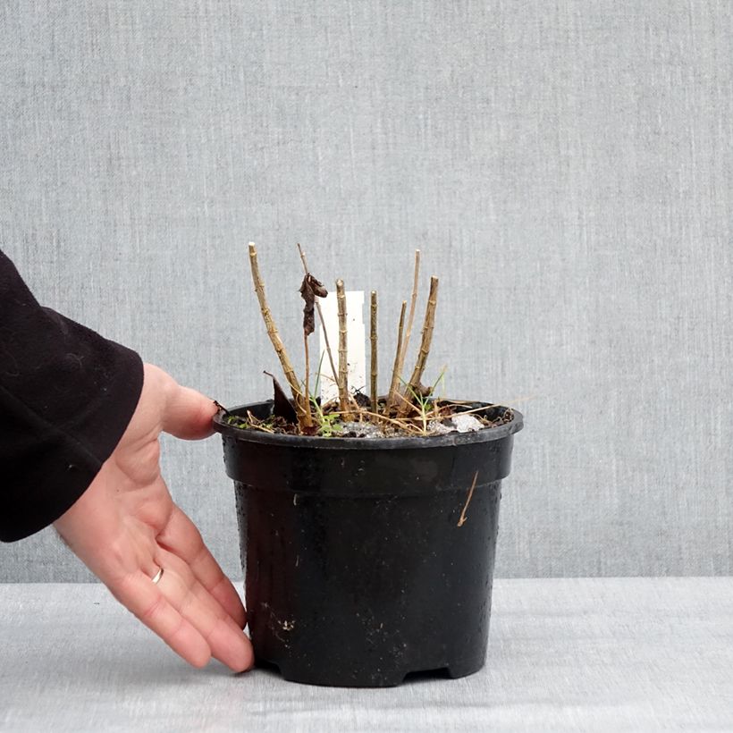 Amostra de Phlox paniculata Younique Cerise Vaso de 2 L/3 L tal como entregue no inverno