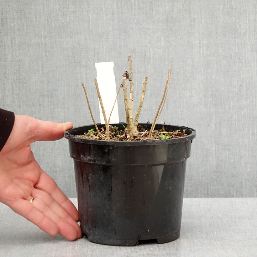 Amostra de Phlox paniculata Younique Cerise Vaso de 2 L/3 L tal como entregue na primavera