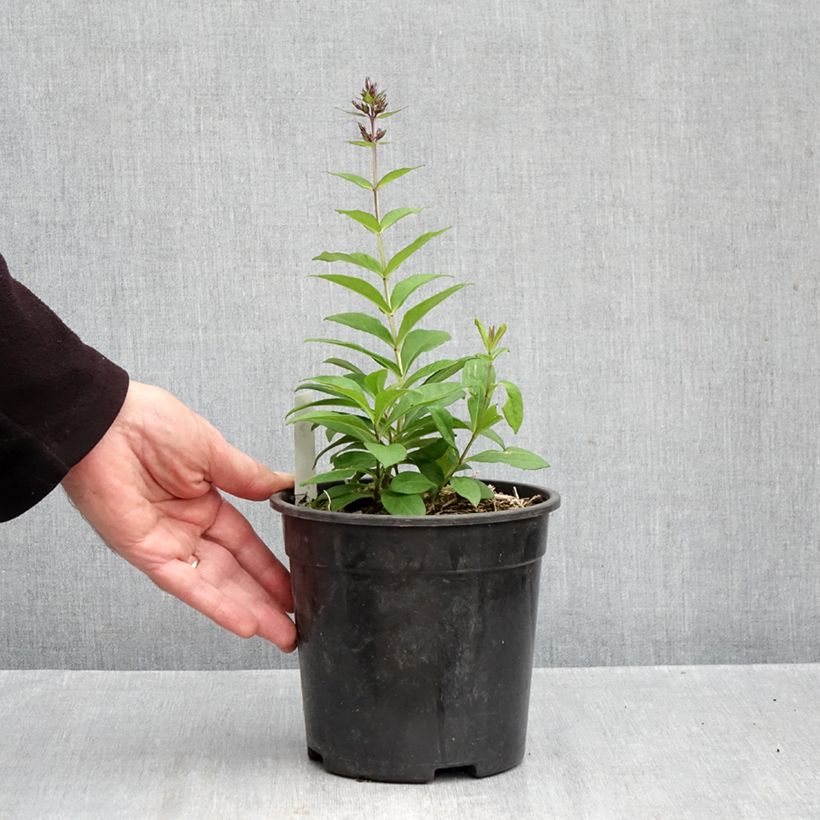 Amostra de Phlox paniculata Younique Old Blue Vaso de 2 L/3 L tal como entregue no outono