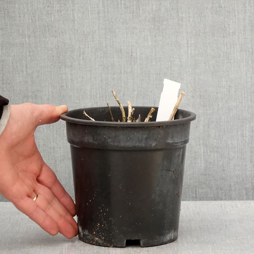 Amostra de Phlox paniculata Younique Old Pink Vaso de 2 L/3 L tal como entregue na primavera