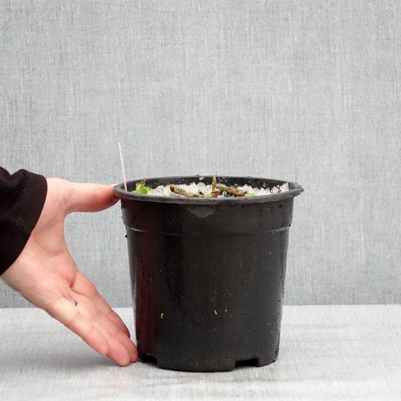 Amostra de Phlox paniculata Younique Old Purple Vaso de 2 L/3 L tal como entregue no inverno