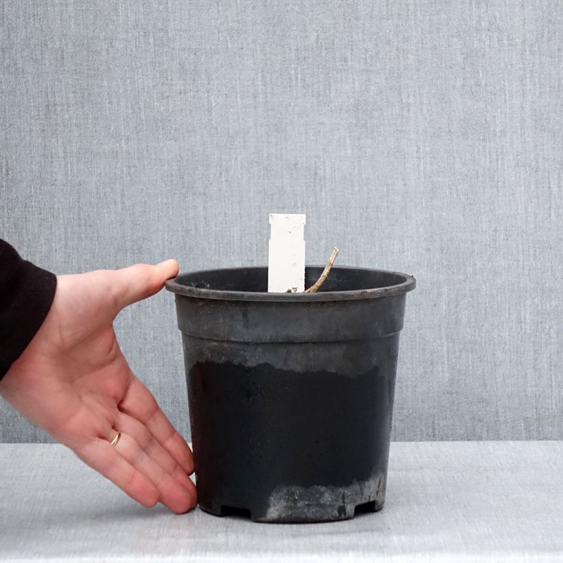 Amostra de Phlox paniculata Younique Orange Vaso de 2 L/3 L tal como entregue no inverno