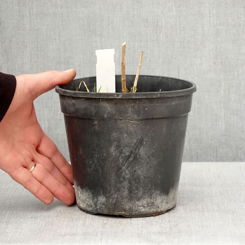 Amostra de Phlox paniculata Younique Orange Vaso de 2 L/3 L tal como entregue na primavera