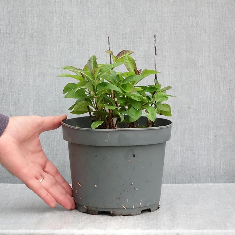 Amostra de Phlox paniculata Younique Red Vaso de 2 L/3 L tal como entregue no outono