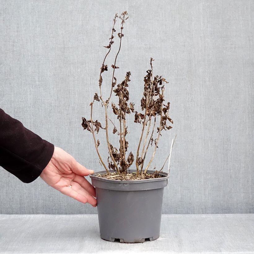 Amostra de Phlox paniculata Younique Vermelho Vaso de 2 L/3 L tal como entregue no inverno