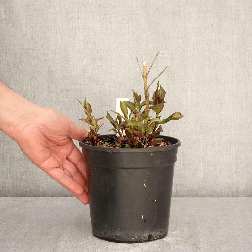 Amostra de Phlox paniculata Younique Vermelho Vaso de 2 L/3 L tal como entregue na primavera