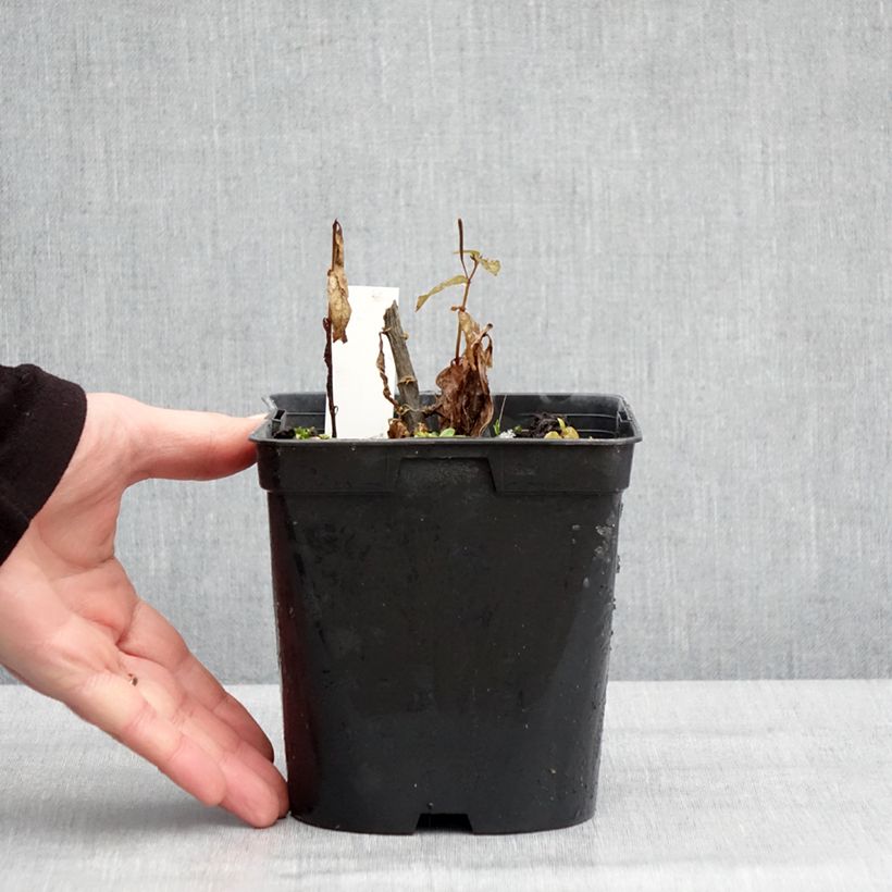 Amostra de Phlox paniculata Younique Trendy Vaso de 2 L/3 L tal como entregue no inverno