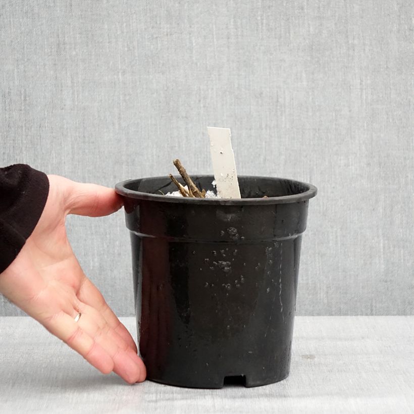 Amostra de Phlox paniculata Younique White Vaso de 2 L/3 L tal como entregue no inverno