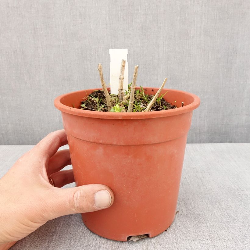 Amostra de Phlox paniculata Younique White Vaso de 2 L/3 L tal como entregue na primavera