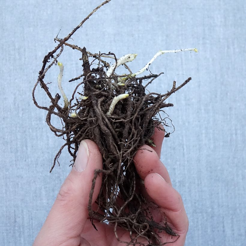 Amostra de Phlox paniculata Younique White Raízes nuas tal como entregue no inverno