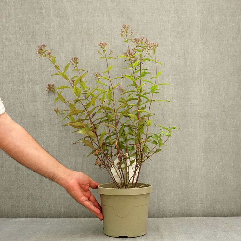 Amostra de Phlox Queen Paola Vaso de 3 L/4 L tal como entregue no verão