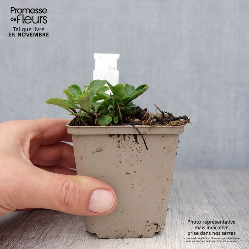 Amostra de Flox-tapete Home Fires - Phlox stolonifera Vaso de 8/9 cm tal como entregue no outono