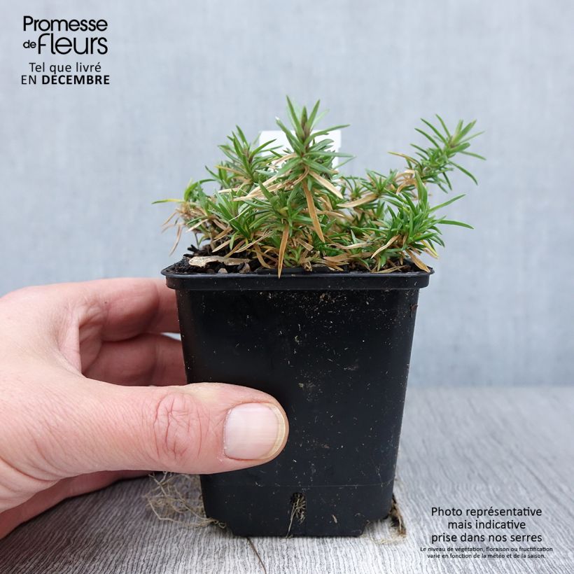 Amostra de Flox-tapete Atropurpurea - Phlox subulata Vaso de 8/9 cm tal como entregue no outono