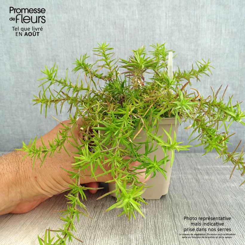 Amostra de Flox-tapete Atropurpurea - Phlox subulata Vaso de 8/9 cm tal como entregue no verão
