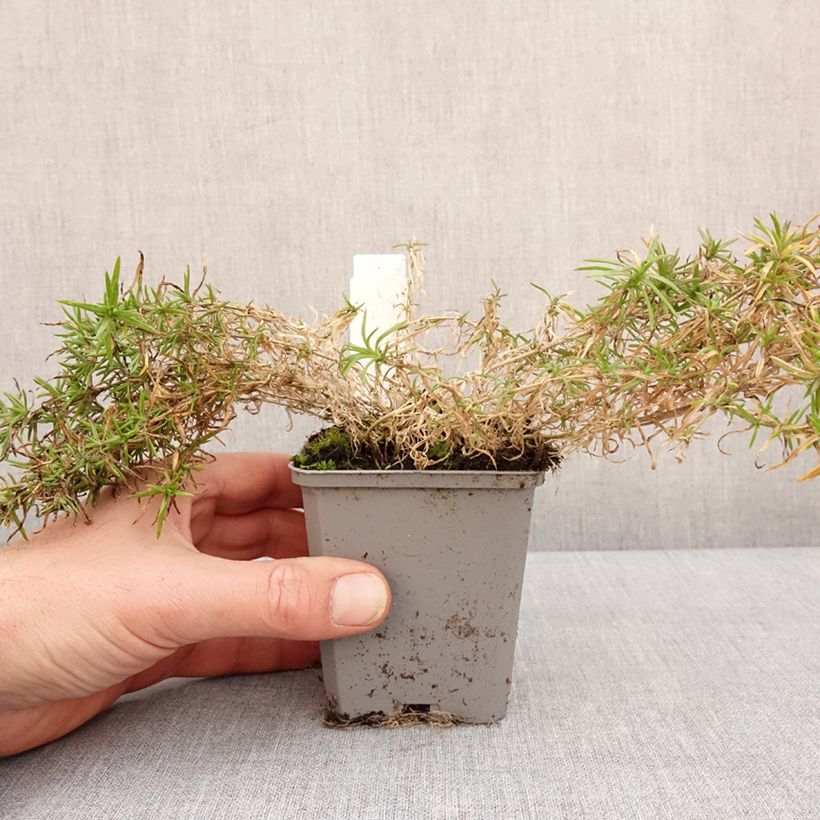 Amostra de Flox-tapete Atropurpurea - Phlox subulata Vaso de 8/9 cm tal como entregue no inverno