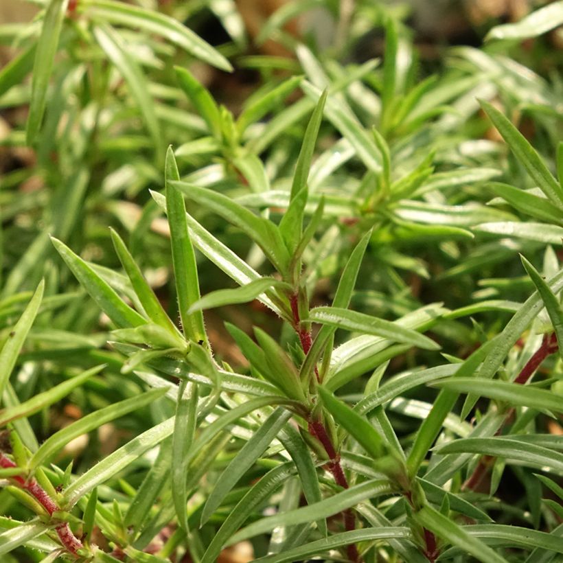 Flox-tapete Atropurpurea - Phlox subulata (Folhagem)