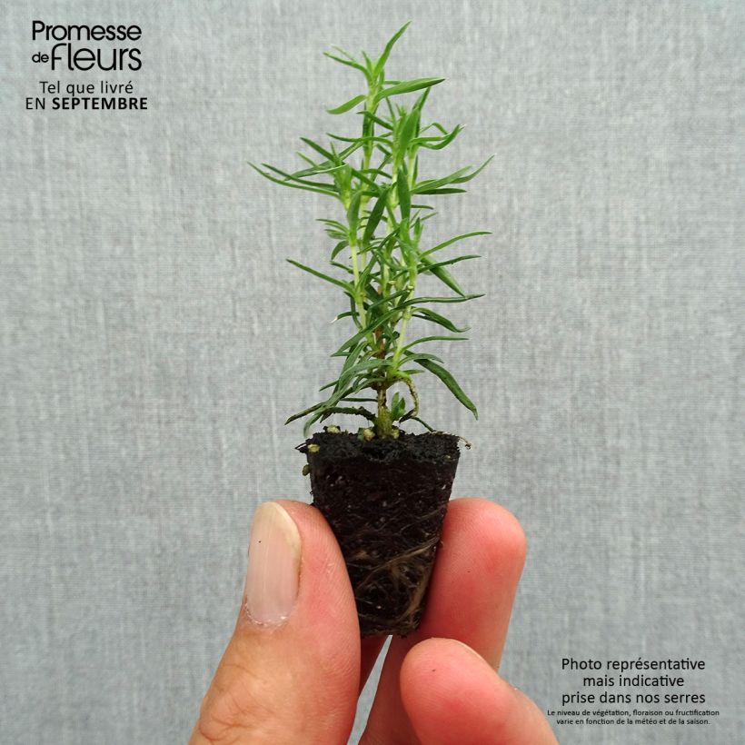 Amostra de Flox-tapete Atropurpurea - Phlox subulata Mini-torrão Ø 3/4 cm tal como entregue no outono