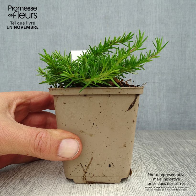 Amostra de Flox-tapete McDaniel's Cushion - Phlox subulata Vaso de 8/9 cm tal como entregue no outono
