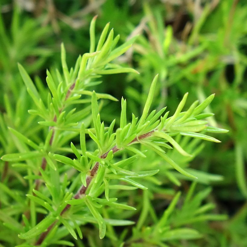 Flox-tapete McDaniel's Cushion - Phlox subulata (Folhagem)