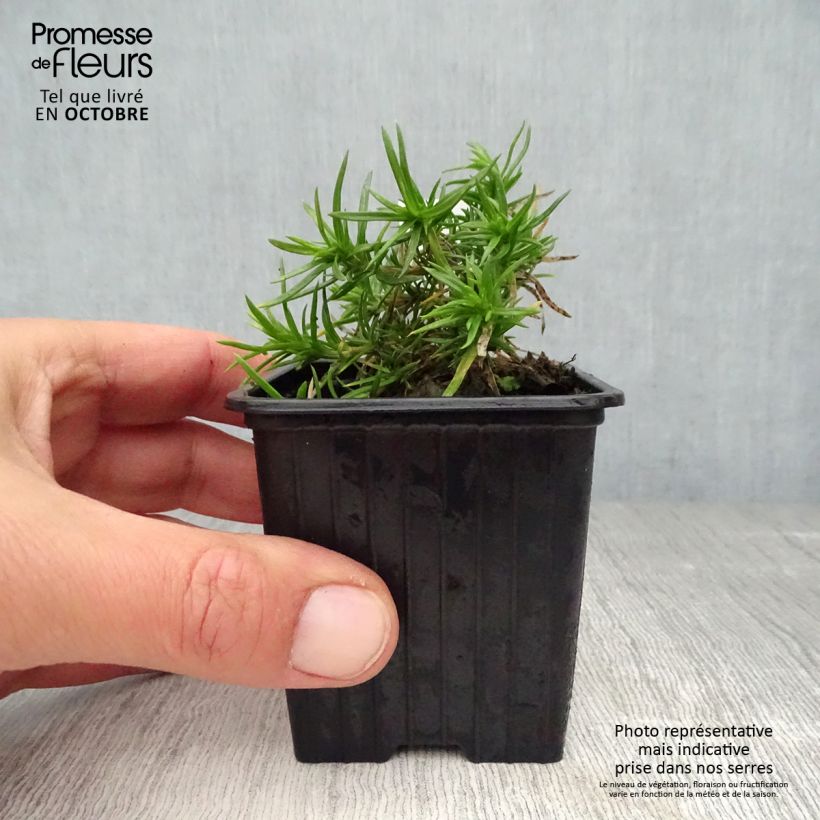 Amostra de Flox-tapete Purple Beauty - Phlox subulata Vaso de 8/9 cm tal como entregue no outono