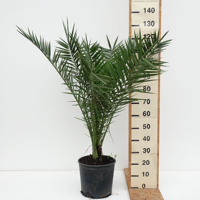 Amostra de Phoenix canariensis Vaso de 12 L/15 L tal como entregue no outono