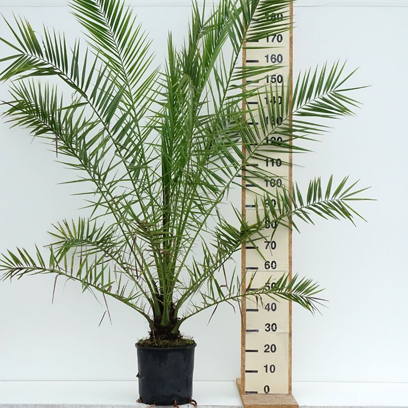 Amostra de Phoenix canariensis Vaso de 12 L/15 L tal como entregue no verão