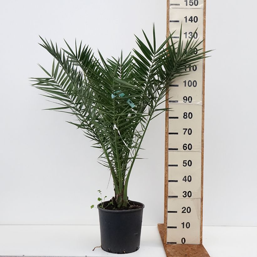 Amostra de Phoenix canariensis Vaso de 12 L/15 L tal como entregue no inverno