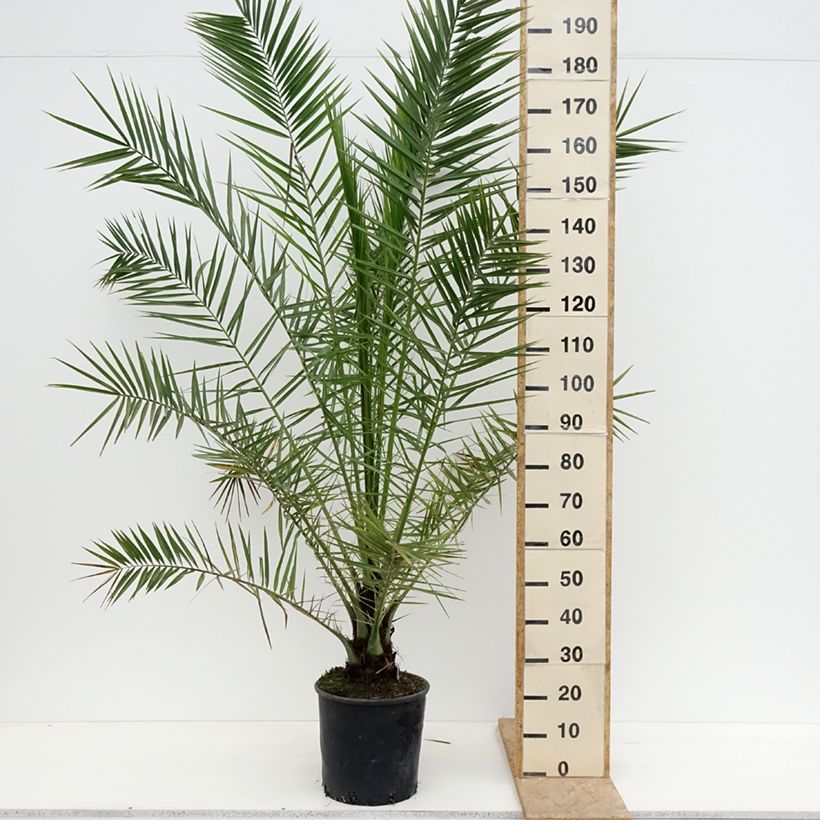 Amostra de Phoenix canariensis Vaso de 12 L/15 L tal como entregue na primavera