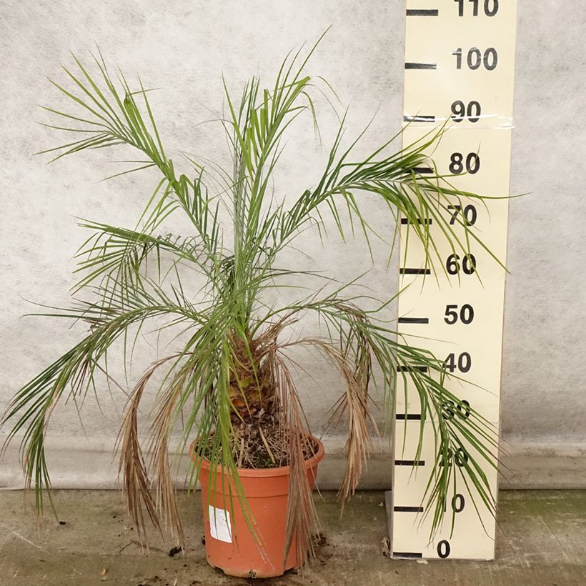 Amostra de Phoenix roebelinii - palmier dattier nain Pot de 7,5L/10L tal como entregue no outono