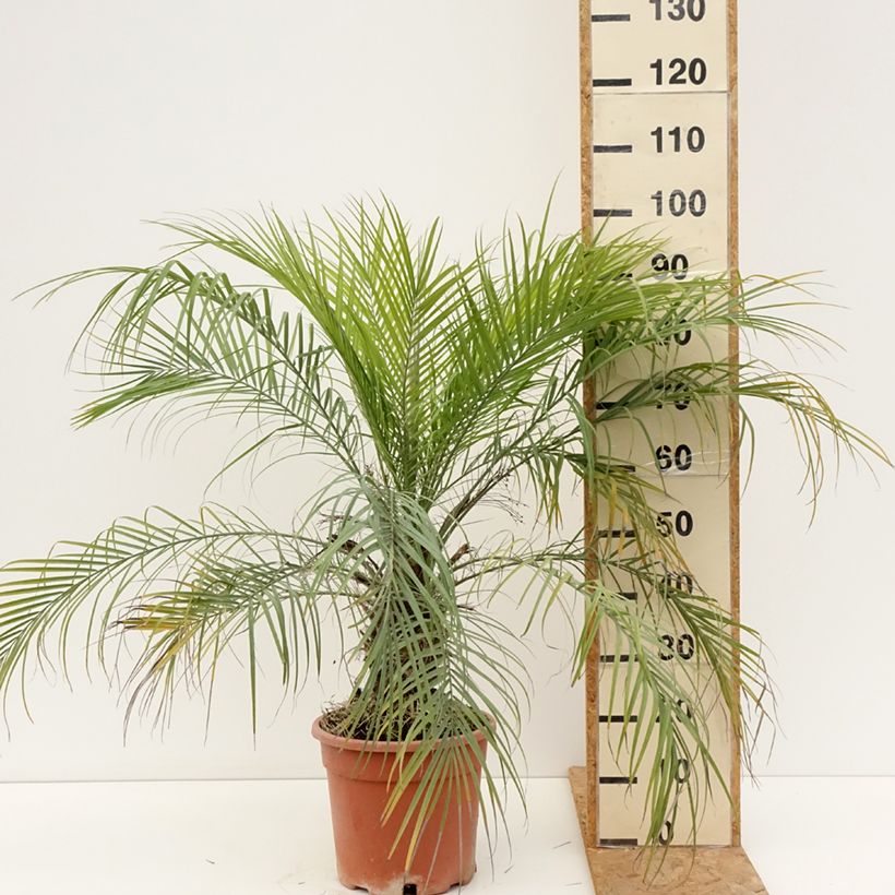 Amostra de Phoenix roebelinii Vaso de 7,5 L/10 L tal como entregue no verão