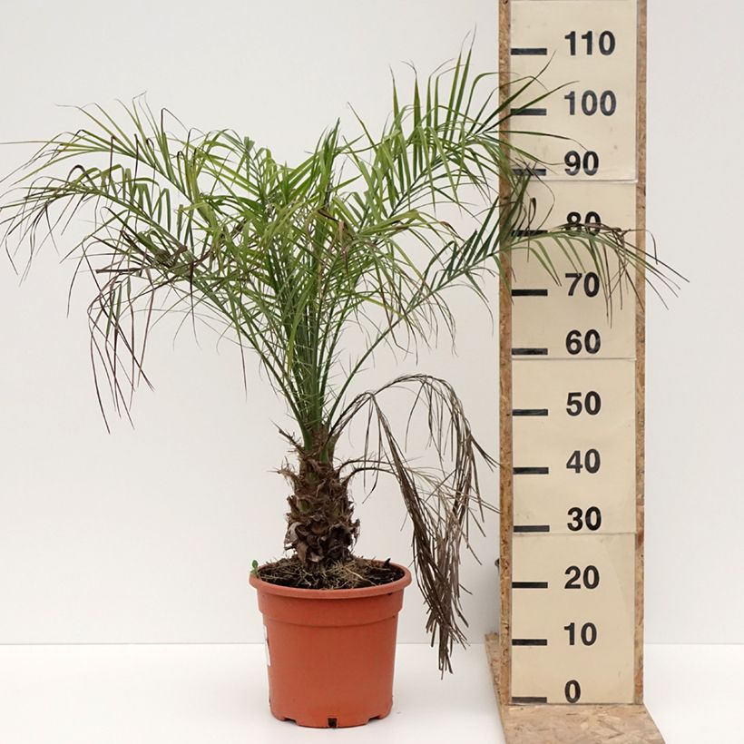 Amostra de Phoenix roebelinii - palmier dattier nain Vaso de 7,5 L/10 L tal como entregue no inverno