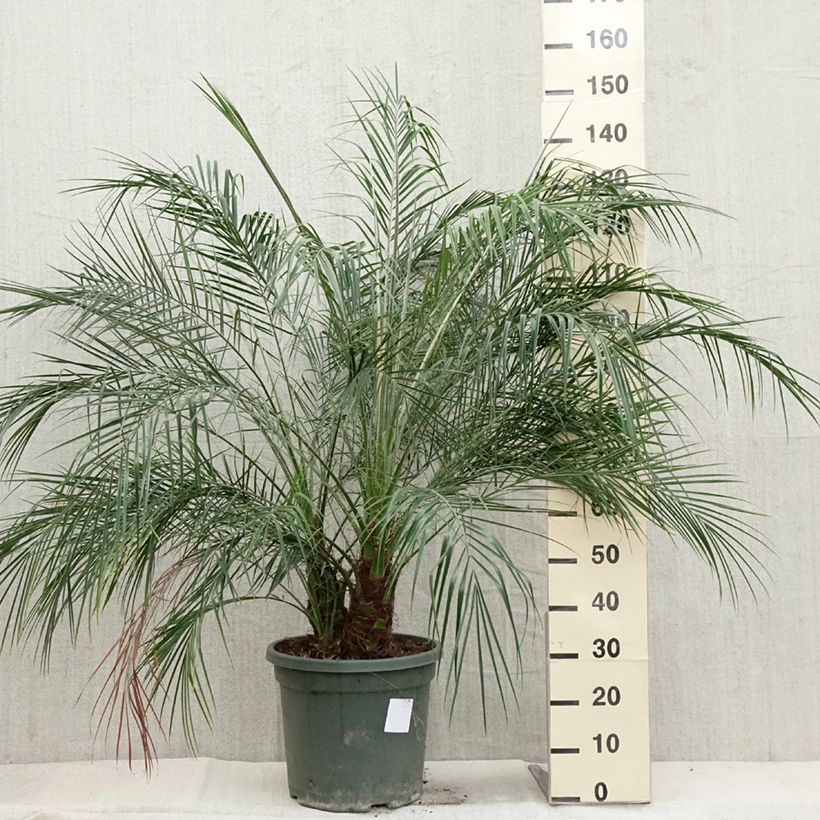 Amostra de Phoenix roebelinii Vaso de 20 L/25 L tal como entregue no outono