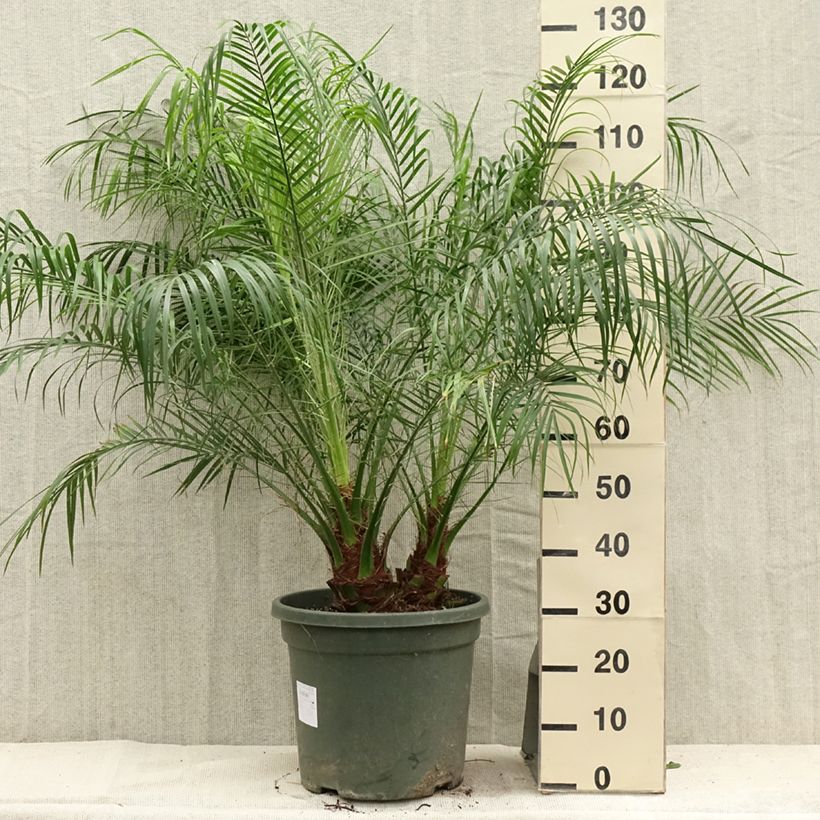 Amostra de Phoenix roebelinii Vaso de 20 L/25 L tal como entregue no verão