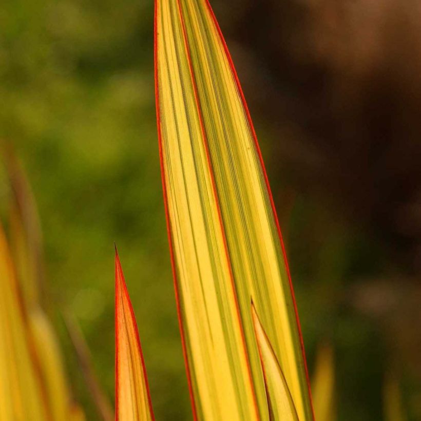 Phormium tenax Apricot Queen (Folhagem)