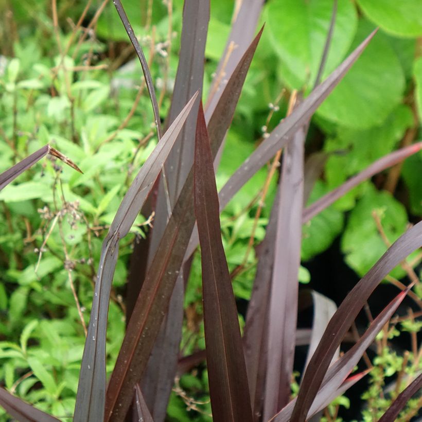 Phormium tenax Black Velvet (Folhagem)