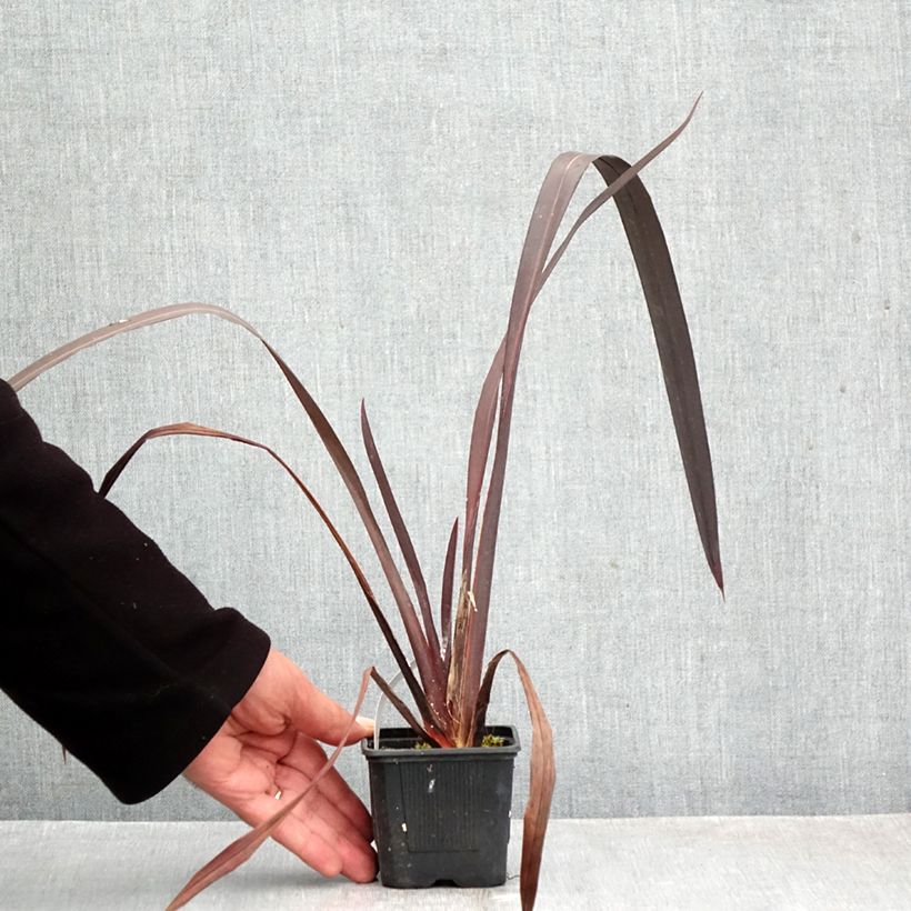 Amostra de Phormium tenax Black Velvet Vaso de 8/9 cm tal como entregue no outono