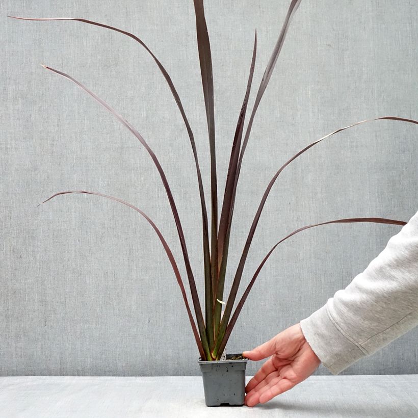 Amostra de Phormium tenax Black Velvet Vaso de 8/9 cm tal como entregue na primavera
