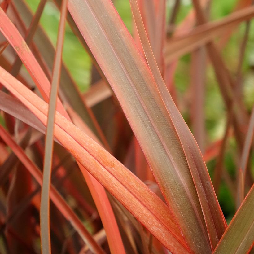 Phormium cookianum Bronze Baby (Folhagem)