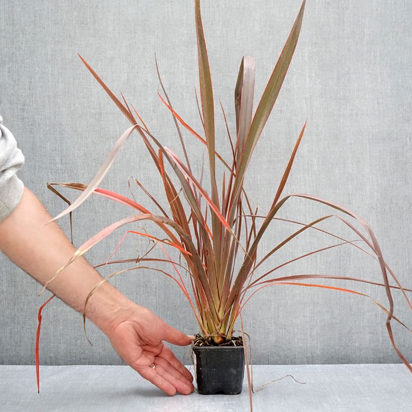Amostra de Phormium cookianum Bronze Baby Vaso de 8/9 cm tal como entregue no verão