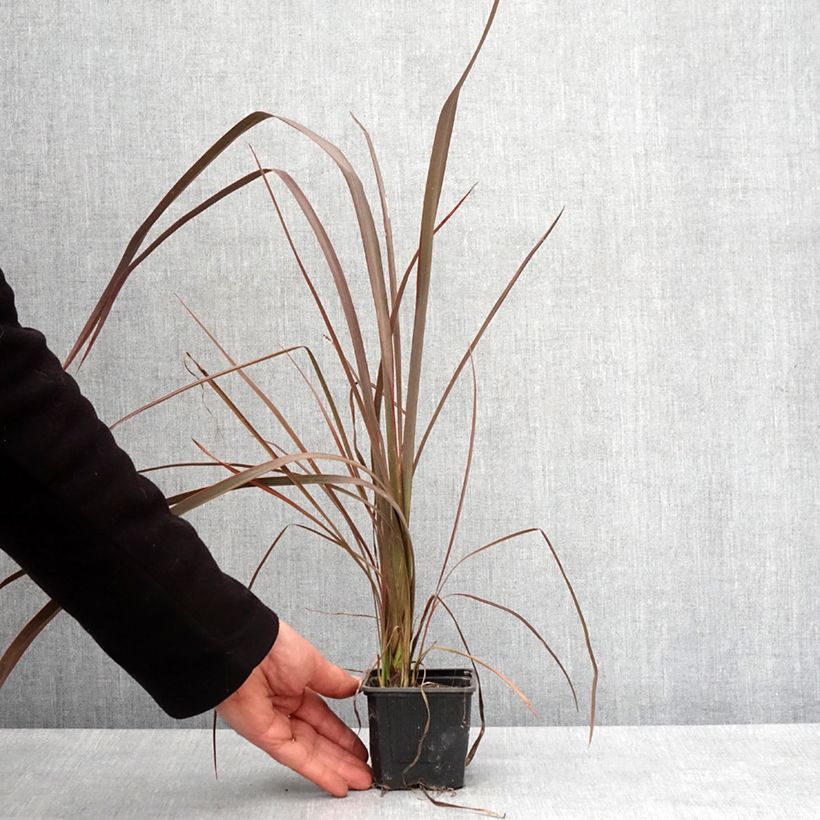 Amostra de Phormium cookianum Bronze Baby Vaso de 8/9 cm tal como entregue no inverno