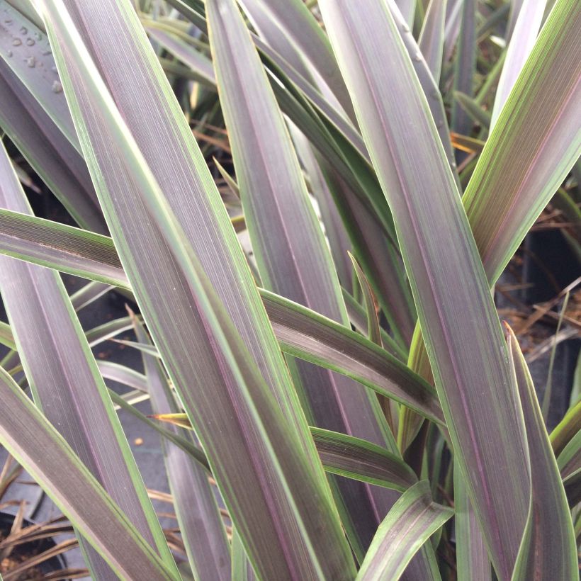 Phormium tenax Chocomint (Folhagem)