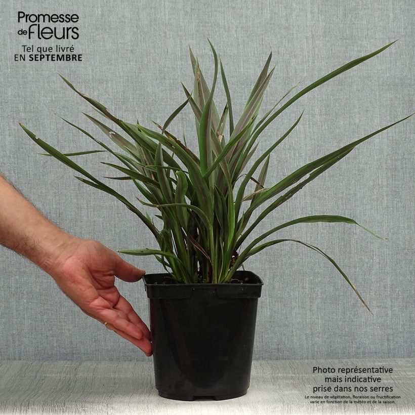 Amostra de Phormium tenax Chocomint Vaso de 3 L/4 L tal como entregue no outono