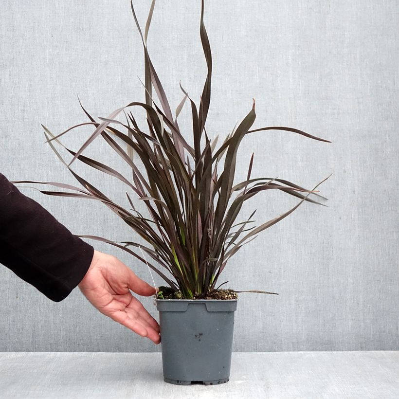 Amostra de Phormium cookianum Black Adder Vaso de 2 L/3 L tal como entregue no outono