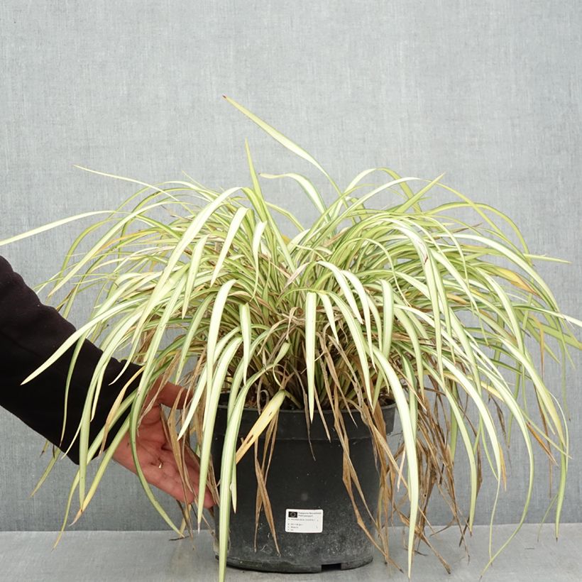 Amostra de Phormium cookianum Blondie Vaso de 4 L/5 L tal como entregue no outono