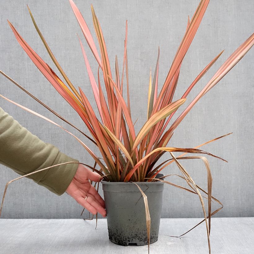 Amostra de Phormium cookianum Maori Maiden - Lin de Nouvelle-Zélande Vaso de 3 L/4 L tal como entregue no inverno