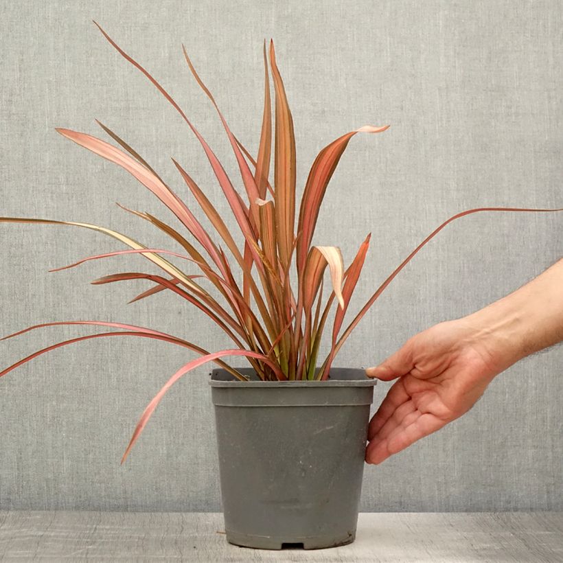 Amostra de Phormium cookianum Maori Maiden Vaso de 3 L/4 L tal como entregue no verão