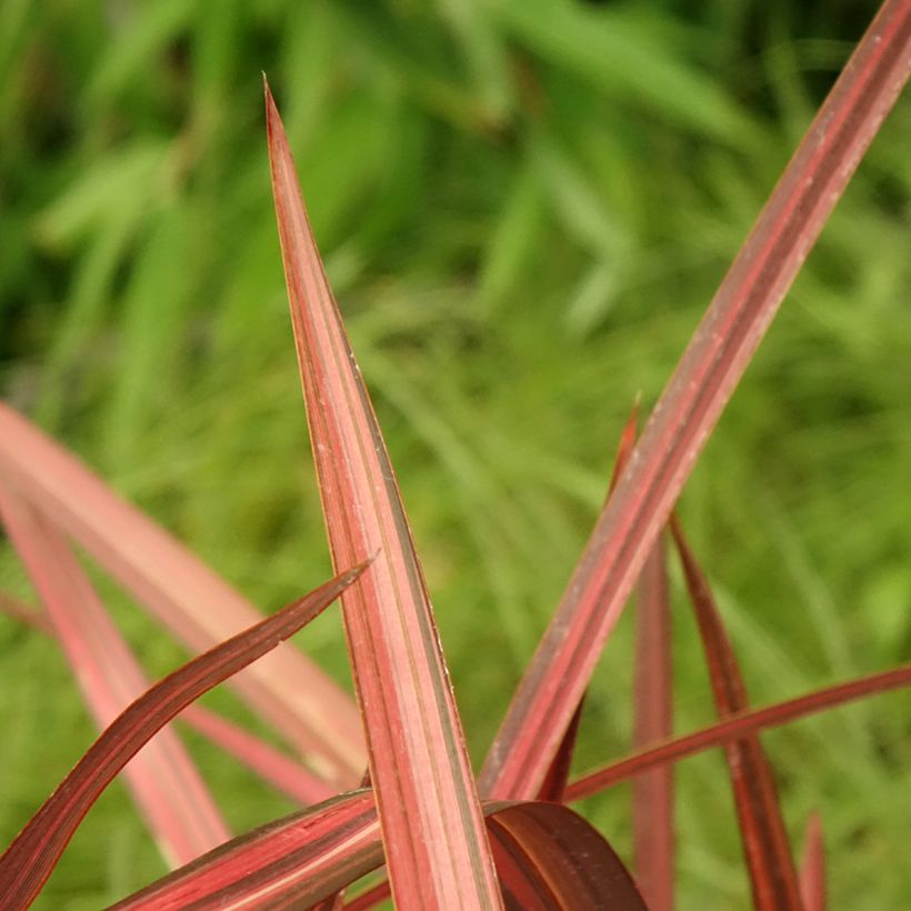 Phormium cookianum Maori Maiden (Folhagem)