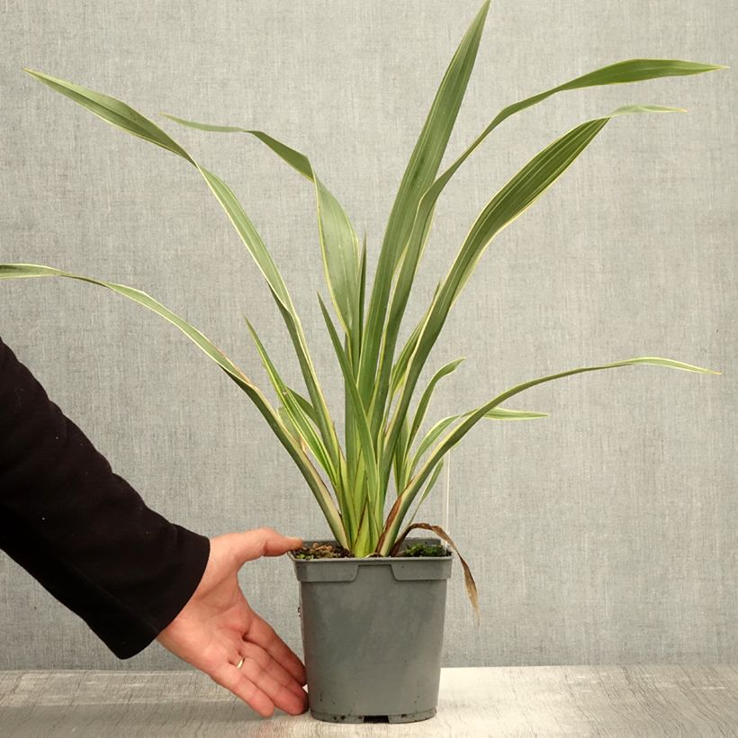 Amostra de Phormium cookianum Tricolor Vaso de 1,5 L/2 L tal como entregue no outono