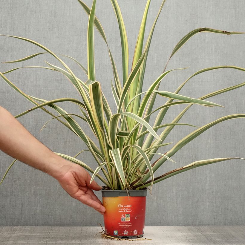 Amostra de Phormium cookianum Tricolor Vaso de 1,5 L/2 L tal como entregue no verão